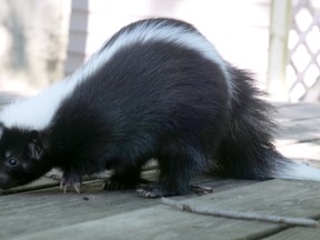 Slider the skunk. Chris Abbott photo