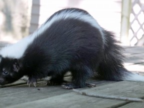 Slider the skunk (Chris Abbott, Postmedia Network)