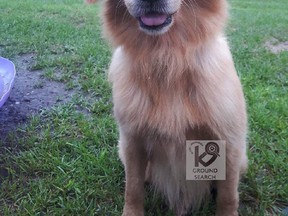 Flyer, a golden retriever, went missing for 86 days from Eagle, Ont. and was captured near London - about 60 kilometres away. (Handout/Postmedia Network)