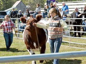 Emily Hartle (left) and Layton Chamberlain participated in the beef cattle show at the Wallacetown Fair in 2017. Tom Morrison/Postmedia Network