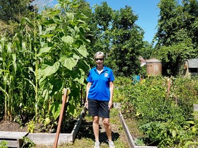 Gananoque Community Gardens organizer Jo Merkley is very pleased with this year’s results. In spite of COVID-19, a bumper crop of vegetables is coming in, much of it destined for the Food Bank.  Supplied by Gwen Hundrieser