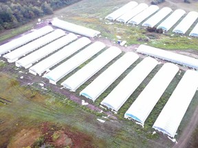 An aerial photo of the numerous green houses searched by the Ontario Provincial Police on two neighbouring properties on Goodyear Road in Napanee, Ont., on Wednesday, August 26, 2020. (Supplied photo)