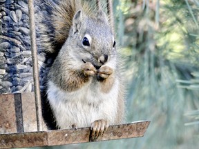 This young red squirrel appears to be making a list of the places it is storing its harvested seeds and cones. Phil Burke/Natural Acquaintances