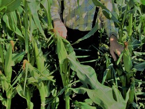 Alex Parker in his rural Portage corn patch. (supplied photo)