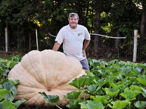 Growers of giant pumpkins such as Ron Wray, Simcoe, have far fewer weigh-offs to choose from now that fall fairs and festivals in Ontario have been cancelled due to COVID-19. Crowd-free weigh-offs at a handful of locations are still an option for local growers who are prepared to travel. – Monte Sonnenberg