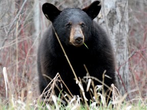 While the majority of black bears prefer to avoid contact with humans, Timmins Police Service and the Ministry of Natural Resources and Forestry is concerned by a number of incidents involving aggressive action in the Dalton Road and the Rea Street South areas of the city. As a result, residents venturing onto trails or roadways at or in the nearby vicinity of the city’s tree line are being advised to keep proper safety precautions in mind. FILE PHOTO/THE DAILY PRESS