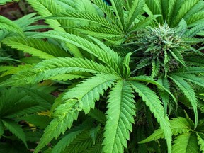 The heads of Hastings County and Lennox and Addington Councils want Health Canada and Ontario to tighten rules related to medical marijuana production.