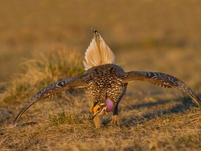 Sharp-tailed Grouse in the Rosebud area.