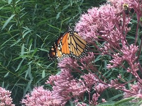 A monarch butterfly and friend perched on a Joe Pye weed.
(DOUG REBERG, Special to the Beacon Herald)