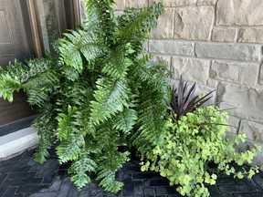 A Macho Fern on John DeGroot’s shade. The gardening expert says his flowers have never looked as good. And he has a few reasons why. John DeGroot photo