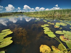 The Flight Club Marsh and Hahn’s Woods in Norfolk County have been purchased by the Nature Conservancy of Canada for protection and conservation. (CONTRIBUTED PHOTO BY GREGG MCLACHLAN)