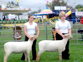 Dustiny Walls (left) and Amy Giles showed their lambs in the ewe lamb confirmation class at the Glencoe Fair in this file photograph from 2012. File photo/Postmedia Network