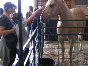 Organizers of the Brigden Fall Fair set aside a building just for children and their families, in which the kids could get close to some farm animals, in this file photo from 2012. This horse was the centre of attention for this group. File photo/Sarnia This Week