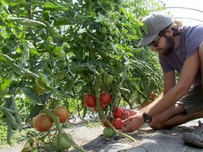 Ryan Slyzuk checks tomatoes growing at Taproots Green Gardens in Sarnia. Paul Morden/Postmedia Network