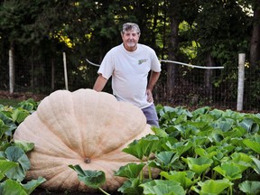 Growers of giant pumpkins such as Ron Wray of Simcoe have far fewer weigh-offs to choose from now that fall fairs and festivals in Ontario have been cancelled due to COVID-19. Crowd-free weigh-offs at a handful of locations are still an option for local growers who are prepared to travel. Monte Sonnenberg/Postmedia Network