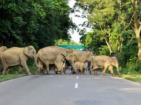 Wild elephants cross a highway in Kaziranga National Park in the India's northeast state of Assam.