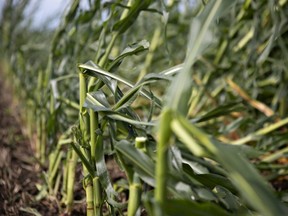Broken off corn plants lie in a field following a derecho storm, a widespread wind storm associated with a band of rapidly moving showers or thunderstorms, on August 10, 2020 near Polo, Illinois. The storm moved across the Midwest with winds recorded near 100 mph in Iowa and Illinois. (Photo by Daniel Acker/Getty Images)