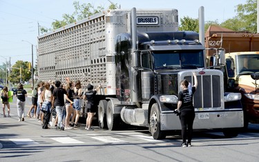 A New Wave Activist holds up a livestock transport who had the right-of-way at the entrance of Sofina Fearmans Pork, Inc. processing facility in Burlington Aug 20 forcing traffic to pass in the oncoming traffic lane with the assistance of an Halton Regional Police officer, not seen, directing traffic. Diana Martin, Ontario Farmer.