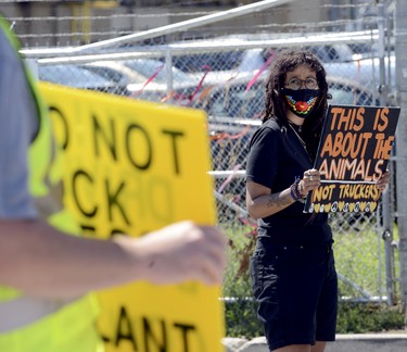 A New Wave Activist holds up a livestock transport who had the right-of-way at the entrance of Sofina Fearmans Pork, Inc. processing facility in Burlington Aug 20. The activist was ticketed for 'disobey red light' under the Highway Traffic Act section 144-25.  Diana Martin, Ontario Farmer