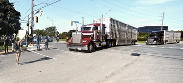 A New Wave Activist holds up a livestock transport who had the right-of-way at the entrance of Sofina Fearmans Pork, Inc. processing facility in Burlington Aug 20. The activist was ticketed for 'disobey red light' under the Highway Traffic Act section 144-25.  Diana Martin, Ontario Farmer
