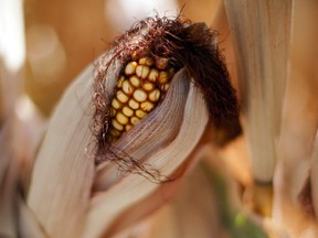 Drought-stricken corn grows on the McIntosh farm in Missouri Valley, Iowa, on August 13, 2012, where US President Barack Obama visited to inspect conditions.      (AFP PHOTO/Jim WATSON)