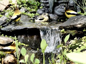 Wildlife abounds in the world around us. However, even more organisms may inhabit the confines of your compost bin.