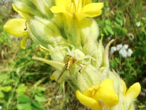Tiny crab spiders hide in blossoms to ambush their prey, in this case a deer fly.