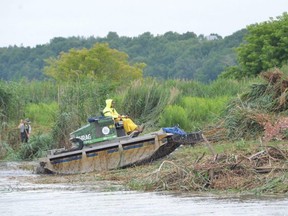 Chad McKeown, foreman of the Truxor crew with the Invasive Phragmites Control Centre uses his amphibious vehicle to collect and pile chopped down phragmites along the banks of the Pottawatomi River in Owen Sound on Tuesday.