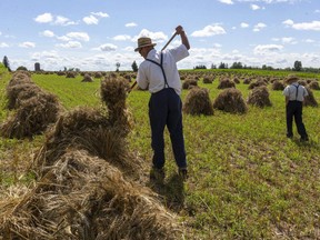 A Mennonite farmer near Stratford turns his sheaves of winter wheat so that the heads don't touch the ground and start to germinate. The Mennonite communities in Southwestern Ontario have experienced a surge in COVID-19 cases. (Mike Hensen/The London Free Press)