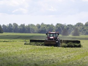 Austin Armitage uses a large 36 foot rake to gather up the third cut of hay north of Ilderton and pile it into hedgerows. The hay, is in good shape after the recent rains, said Armitage, was being used for silage, and was being gathered directly into truck trailers without drying, to be used for cattle feed. Photograph taken on Thursday August 6, 2020. (Mike Hensen/The London Free Press)