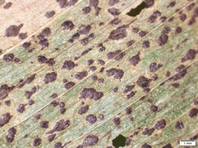 Tar spot produces raised, black lesions (stroma) on leaves and husks.