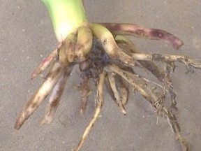 Figure 1: Root injury from corn rootworm larval feeding. Jocelyn Smith, UGRC.