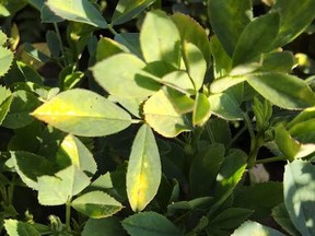 Potato leafhopper damage (“hopper burn”) on alfalfa