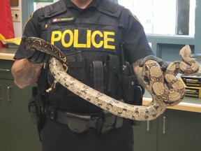 Rainy River OPP are looking for the owner of a seven foot long boa constrictor found in Fort Frances.