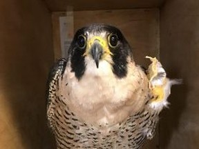 A 15-year-old female peregrine falcon named Thunder is being cared for at Salthaven after surgery to repair a broken wrist on its left wing.