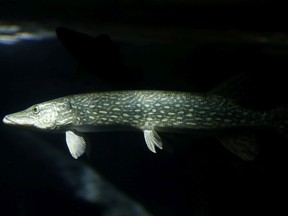 A northern pike sits motionless inside one of the large marine tanks at the Aquatarium in Brockville in a 2015 file photo.