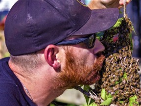 With a big kiss, Curtis Hardy, owner of Quinte Bee Rescue based in Prince Edward County, demonstrates how docile a swarm of bees can be when handled by a seasoned beekeeper. Hardy rescues bees from inside homes as well as swarms in backyards to save them amid global fears of bees dying off in alarming numbers from agricultural herbicides. QUINTE BEE RESCUE