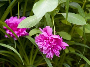 Peonies are among the popular flowering plants columnist Denzil Sawyer spots in gardens in his neighbourhood. Postmedia Network