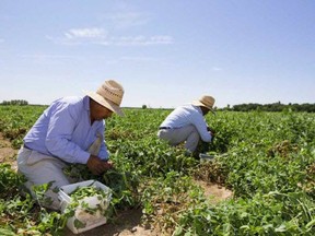 Canada's largest food processing workers union is calling for sweeping changes to the Temporary Foreign Worker program in the fallout of COVID-19 flare-ups that have seen more than 1,300 migrant workers in Ontario test positive and three die. (File photo/Postmedia Network)