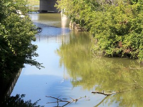 Testing has confirmed the presence of a blue-green algae bloom in McGregor Creek in Chatham that appears to have expanded into the Thames River. Ellwood Shreve/Chatham Daily News/Postmedia Network