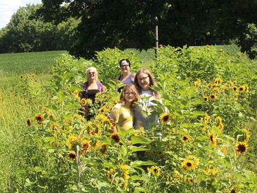 Meg Dunlop, back left,  and Elizabeth Downey-Sunnen stand among some sunflowers with Downey- Sunnen's children Milo, 9, and Zadie, 13, which is part of the 78-acre outdoor classroom at the Freedom Collective, a new private school the two Chatham woman will open in September. The school is located on Ridge Line between Ridgetown and Blenheim. Ellwood Shreve/Chatham Daily News/Postmedia Network