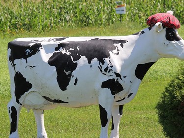 Even some of the cows in Maxville get into the Scottish spirit. Photo on Saturday, August 1, 2020, in Maxville, Ont. Todd Hambleton/Cornwall Standard-Freeholder/Postmedia Network