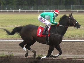 Jockey Ricardo Moreno sits atop Free Thought during the Evergreen Park Distance Final at Evergreen Park on Saturday afternoon. The nine-year-old gelding won his 18th consecutive race, a 770-yard gallop on the dirt. Free Thought has two more races left in his racing career as owner Charles Stojan plans to retire him at the end of the year.