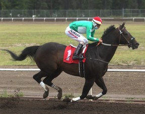 Jockey Ricardo Moreno sits atop Free Thought during the Evergreen Park Distance Final at Evergreen Park on Saturday afternoon. The nine-year-old gelding won his 18th consecutive race, a 770-yard gallop on the dirt. Free Thought has two more races left in his racing career as owner Charles Stojan plans to retire him at the end of the year.