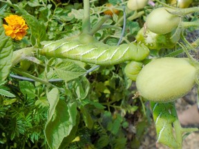 Tomato hornworms. Patrick Capper photo