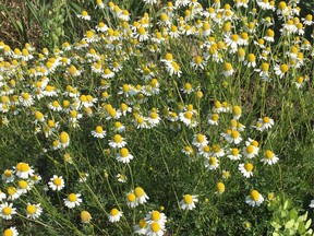 Scentless Chamomile. Jesse Williams photo