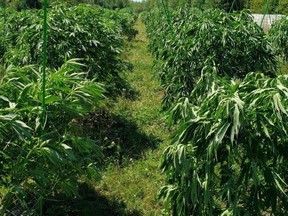 Thousands of cannabis plants seized by the Ontario Provincial Police from a grow operation near Flinton on Wednesday, Aug. 13, 2020. (OPP)