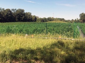 More than 7,000 cannabis plants found in Stone Mills Township by Ontario Provincial Police on Saturday. (Ontario Provincial Police)