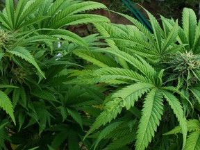 Cannabis plants seized by the Ontario Provincial Police from two neighbouring properties on Goodyear Road in Napanee, Ont., on Tuesday, August 25, 2020.