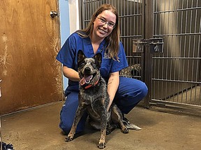 Duke, a blind one-year-old Blue Heeler-type canine with veterinary technician Sarah Boudy at the Ontario SPCA Lennox & Addington Animal Centre in Napanee is available for adoption. Submitted PhotoKingston Whig-Standard/Postmedia Network Handout Not For Resale